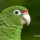PUERTO RICAN PARROT RECOVERY PROGRAM