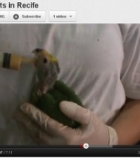 Video update of baby Amazon Parrots