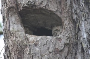 Poachers have cut open the nest entrance to extract the chicks