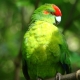 Islands, Parakeets and People: The conservation of Red-fronted Parakeets on Islands of the Hauraki Gulf, New Zealand