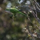 Iron Curtain kept out alien birds