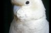 Philippine Cockatoo Conservation Programme