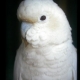 Philippine Cockatoo Conservation Programme