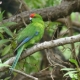 Kakariki Breeding for First Time in 100 Years on Motutapu