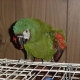 New Screening Test Can Reduce Disease Threats to Parrots – PDD testing now available