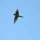 The parrots are moving again in its non-breeding patterns
