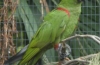 Group Tries to Save the Last Parrot Species Indigenous to Mainland US