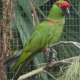 Group Tries to Save the Last Parrot Species Indigenous to Mainland US