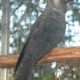 Endangered Black Cockatoos Die from Extreme Heat in Western Australia