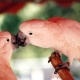 The Parrot Within