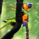 Mystery of Drunken Parrots Down Under