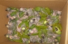 Amazon chicks confiscated from “traffic” in Brazil