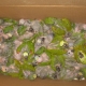 Amazon chicks confiscated from “traffic” in Brazil