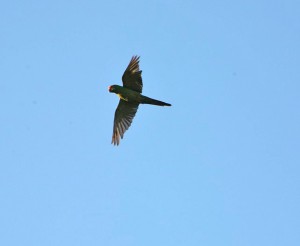 Slender-billed Conure flying © Photo N Lemieux