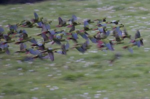 Flock of Slender-billed Conures © Photo M Stafford