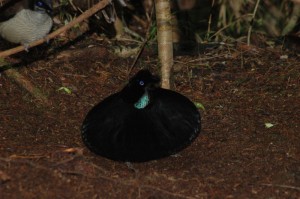 Paradise Lost - Arfak 6-Wired Bird of Paradise - photo by Kris Tindige