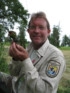 Dr. Tom White of the U.S. Fish and Wildlife Service with Slender-billed parakeet chick following attachment of radiocollar.