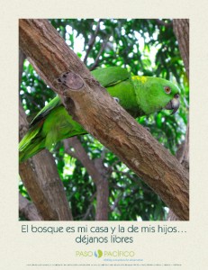 poster Paso Pacifico (pasopacifico.org) is a non-profit organization working with local communities in the Paso del Istmo to restore forest habitat and reverse the loss of native wildlife. The Yellow-Naped Amazon Parrot is a flagship species for this effort.